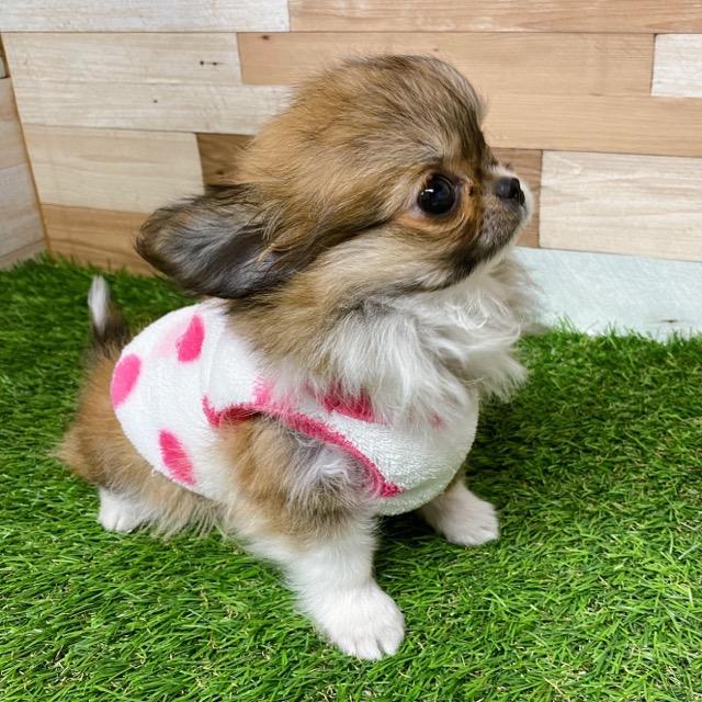 animal_image