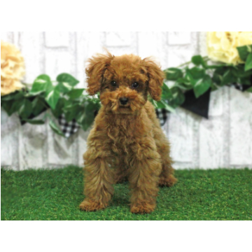 animal_image