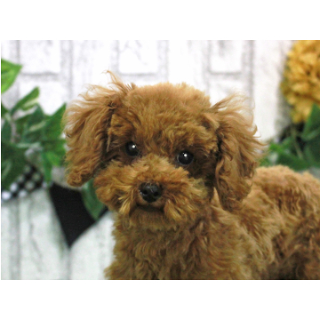 animal_image