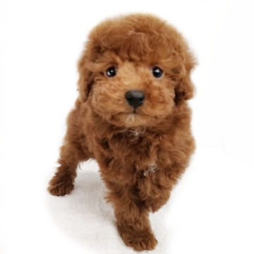 animal_image