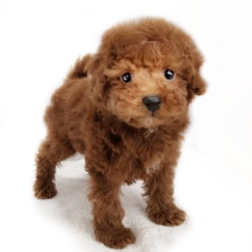 animal_image