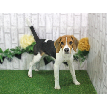animal_image