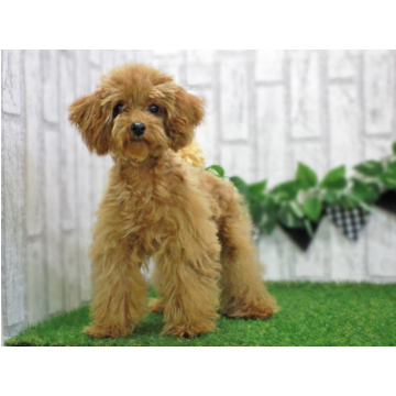 animal_image