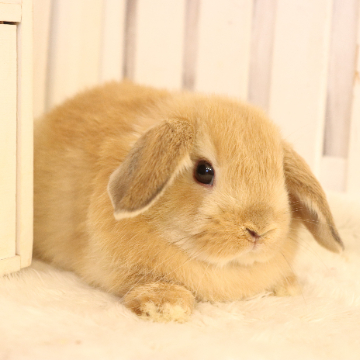 animal_image