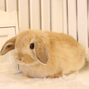 animal_image