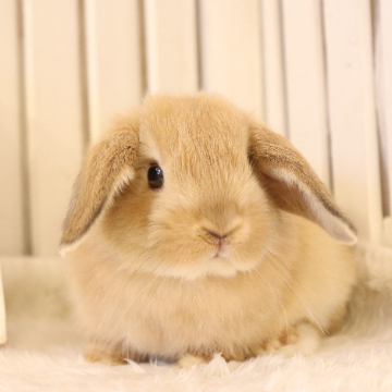 animal_image