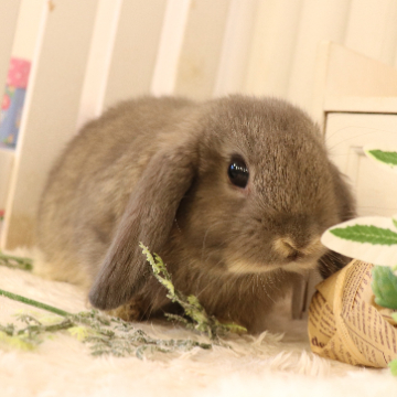 animal_image