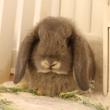 animal_image