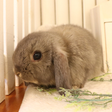 animal_image