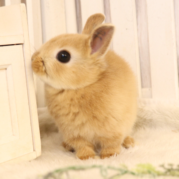 animal_image