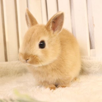animal_image