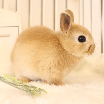 animal_image