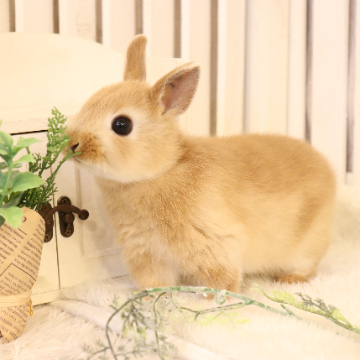 animal_image