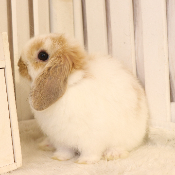 animal_image