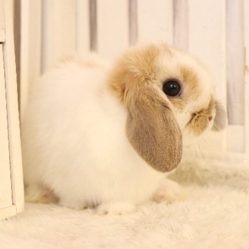 animal_image