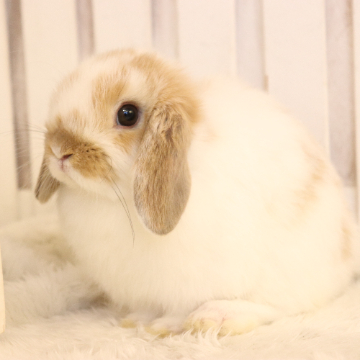 animal_image
