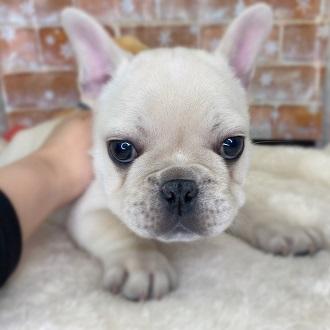 animal_image