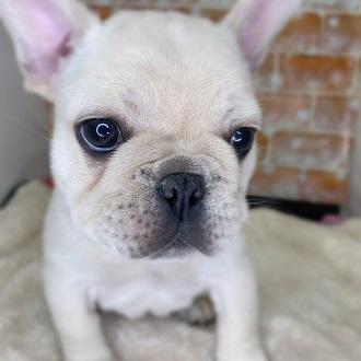 animal_image