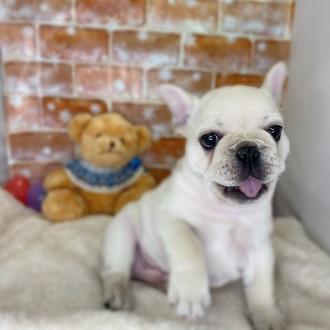 animal_image