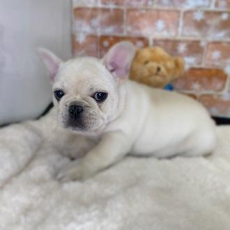 animal_image