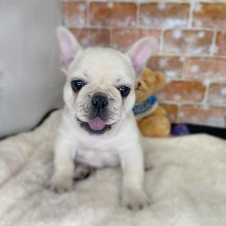 animal_image