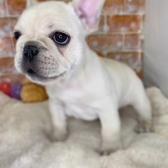 animal_image