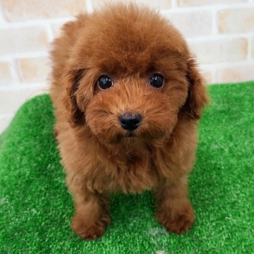 animal_image