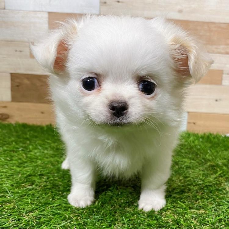 animal_image