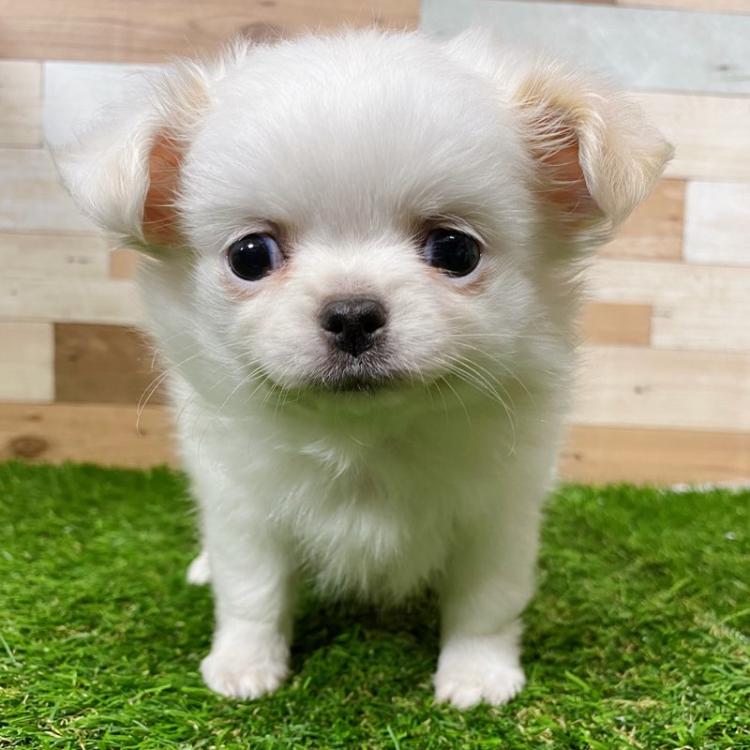 animal_image
