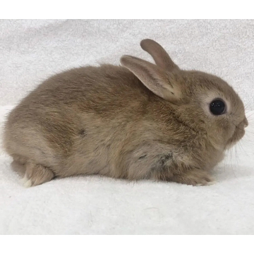animal_image