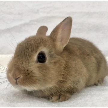 animal_image