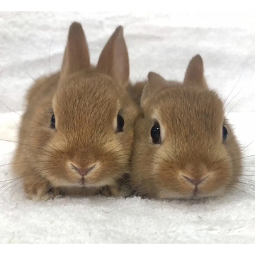 animal_image