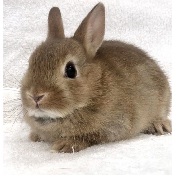 animal_image
