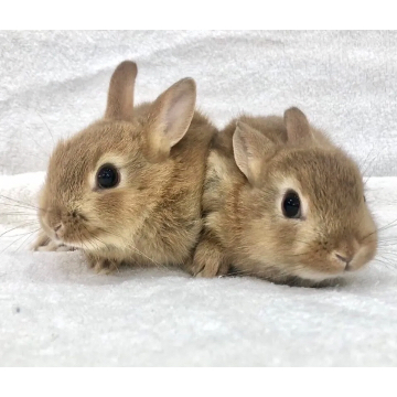 animal_image