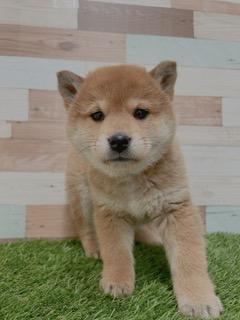 animal_image