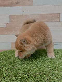 animal_image