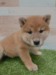 animal_image