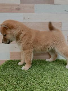 animal_image