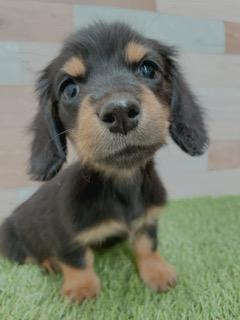 animal_image