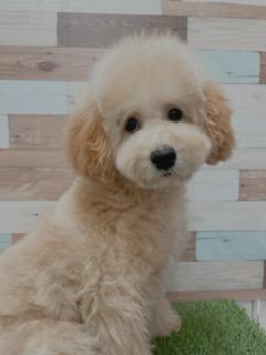 animal_image