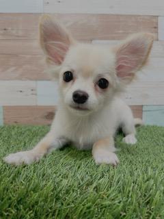 animal_image