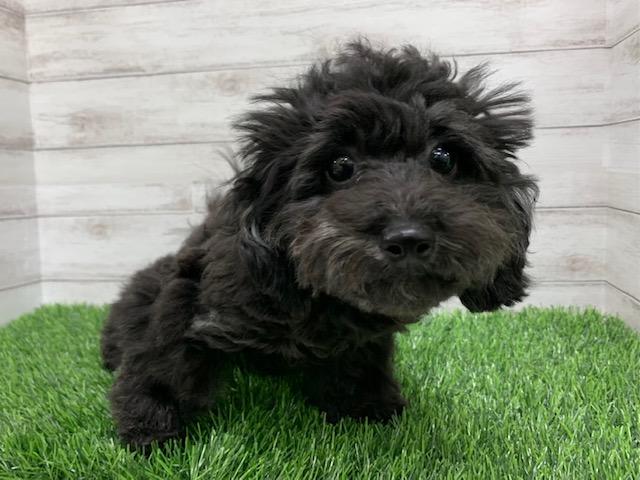 animal_image