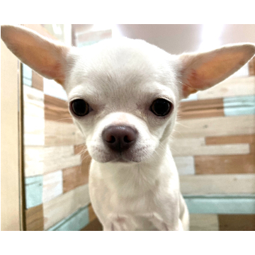 animal_image