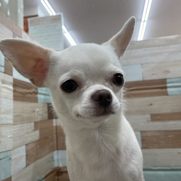 animal_image