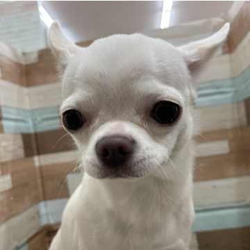 animal_image