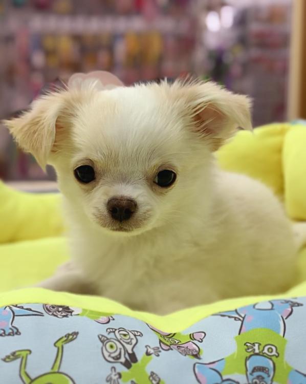 animal_image