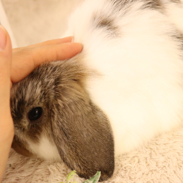 animal_image