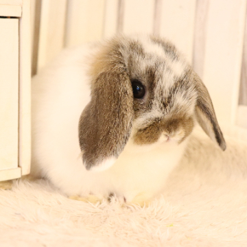 animal_image