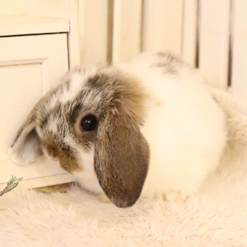 animal_image
