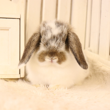 animal_image